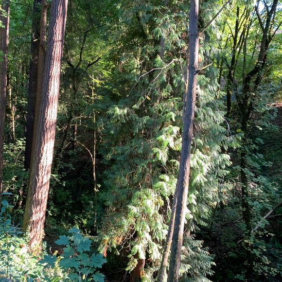 Meet your Posher, Sophia - Picture 1 of 1